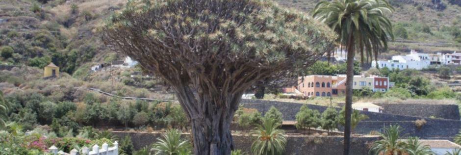 Stunning Views At Tenerife Tacoronte Eksteriør bilde